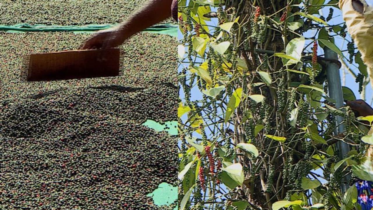 കാലാവസ്ഥയും രോഗങ്ങളും ചതിച്ചു, ഉല്പാദനം കുറഞ്ഞു; കുരുമുളകിന് തീവില കാലാവസ്ഥയും രോഗങ്ങളും ചതിച്ചു, ഉല്പാദനം കുറഞ്ഞു; കുരുമുളകിന് തീവില