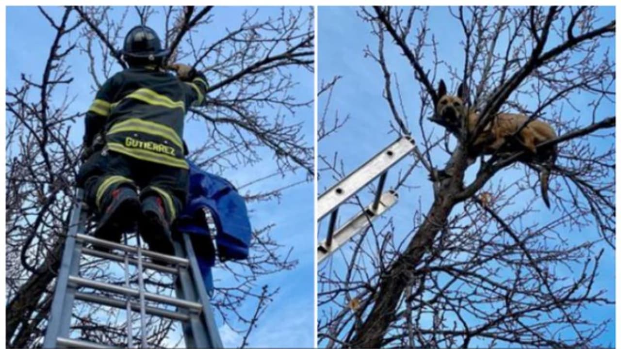 അണ്ണാനൊപ്പം ഓടി മരത്തിൽ കയറി, മുകളിൽ കുടുങ്ങി നായ; ഒടുവിൽ സംഭവിച്ചത്... അണ്ണാനൊപ്പം ഓടി മരത്തിൽ കയറി, മുകളിൽ കുടുങ്ങി നായ; ഒടുവിൽ സംഭവിച്ചത്...