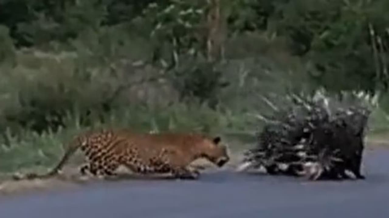 Leopard vs Porcupines Video: குட்டிகளை வேட்டையாட வந்த சிறுத்தைக்கு ஆட்டம் காட்டிய முள்ளம்பன்றிகள்!