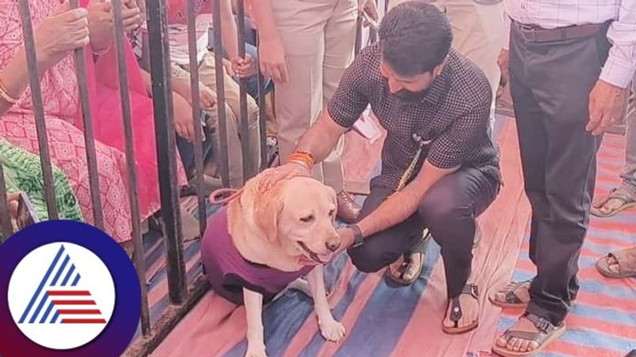 29ಕ್ಕೂ ಹೆಚ್ಚು ತಳಿಯ ಶ್ವಾನ ಪ್ರದರ್ಶನ; ಚಾರ್ಲಿ 777 ಶ್ವಾನದೊಂದಿಗೆ ಸಿ..ಟಿ ರವಿ ರೌಂಡ್ಸ್ 