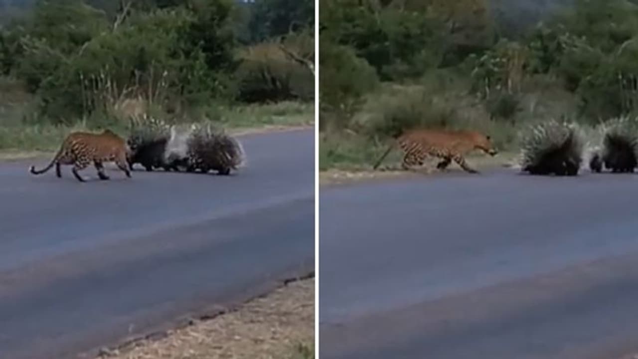 പുള്ളിപ്പുലിയില്‍ നിന്ന് കുഞ്ഞിനെ കാക്കുന്ന മുള്ളൻപന്നികള്‍; കിടിലൻ വീഡിയോ