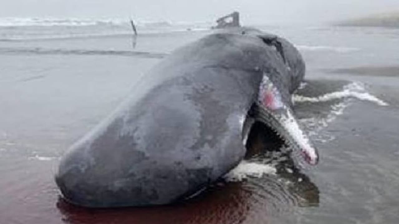 തീരത്തടിഞ്ഞത് കൂറ്റൻ തിമിംഗലം, വേട്ടക്കാരെ ഭയന്ന് നേരത്തെ തന്നെ പല്ലുകൾ മുറിച്ചുമാറ്റി തീരത്തടിഞ്ഞത് കൂറ്റൻ തിമിംഗലം, വേട്ടക്കാരെ ഭയന്ന് നേരത്തെ തന്നെ പല്ലുകൾ മുറിച്ചുമാറ്റി