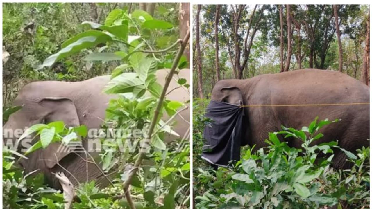 PT 7 ആനയുടെ ദേഹത്ത് പെല്ലറ്റ് പാടുകളില്ലെന്ന് വനംവകുപ്പ്, കാഴ്ചയെങ്ങനെ പോയി? ദുരൂഹതയാരോപിച്ച് ആനപ്രേമി സംഘം PT 7 ആനയുടെ ദേഹത്ത് പെല്ലറ്റ് പാടുകളില്ലെന്ന് വനംവകുപ്പ്, കാഴ്ചയെങ്ങനെ പോയി? ദുരൂഹതയാരോപിച്ച് ആനപ്രേമി സംഘം