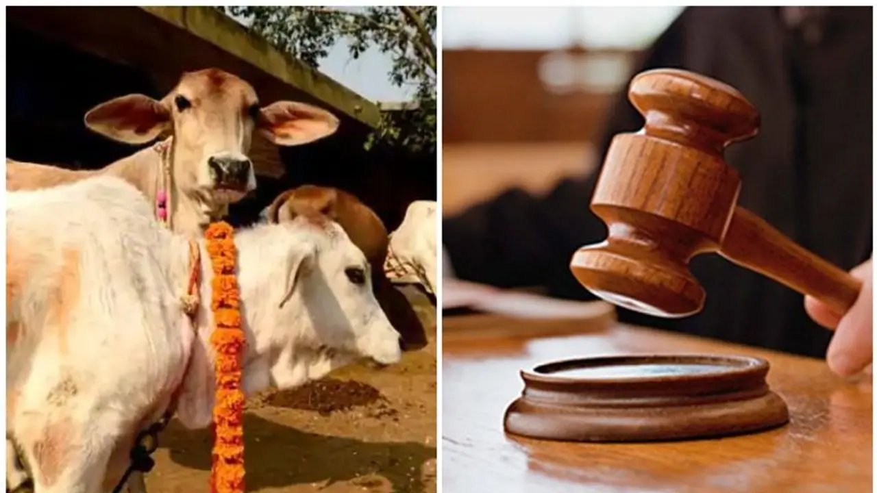 గోవధ ఆపేస్తే భూమిపై అన్ని సమస్యలు సమసిపోతాయి.. ఆవుపేడ అటామిక్ రేడియేషన్ను అడ్డుకుంటుంది:గుజరాత్ కోర్టు సంచలనం గోవధ ఆపేస్తే భూమిపై అన్ని సమస్యలు సమసిపోతాయి.. ఆవుపేడ అటామిక్ రేడియేషన్ను అడ్డుకుంటుంది:గుజరాత్ కోర్టు సంచలనం