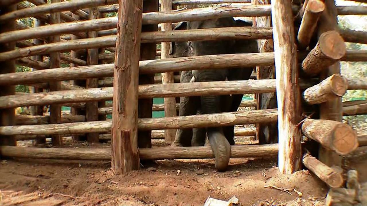 പി ടി 7നെ കൂട്ടില്‍ നിന്നിറക്കി, കാഴ്ച തിരികെ ലഭിക്കുമോ, ചികിത്സ ഉടന്‍; ശസ്ത്രക്രിയ വേണമെന്ന് വിദഗ്ധര്‍