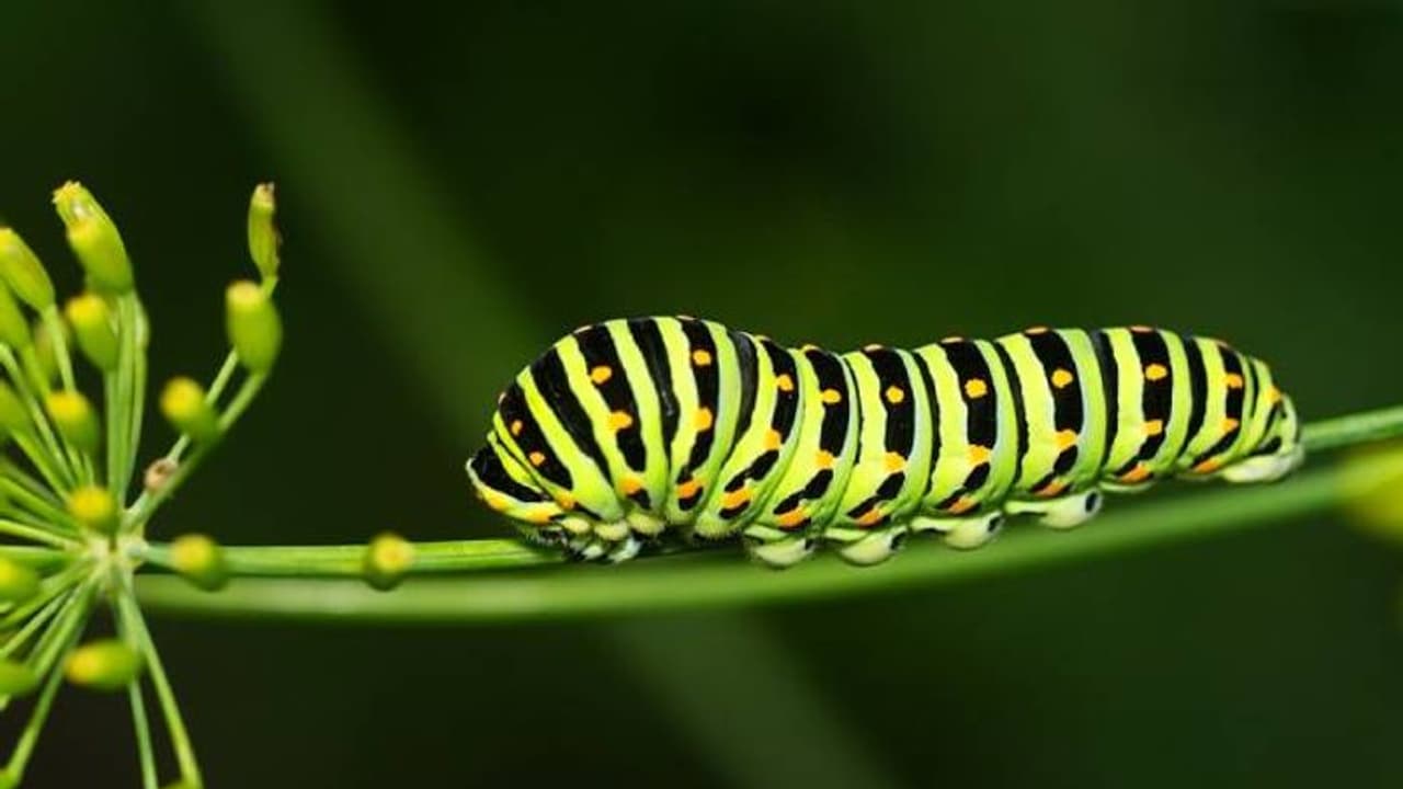 പുഴുക്കാഷ്ഠത്തിൽ നിന്ന് നിർമ്മിച്ച ചായ വിപണിയിലെത്തിക്കാൻ ഒരുങ്ങി ജപ്പാൻ പുഴുക്കാഷ്ഠത്തിൽ നിന്ന് നിർമ്മിച്ച ചായ വിപണിയിലെത്തിക്കാൻ ഒരുങ്ങി ജപ്പാൻ
