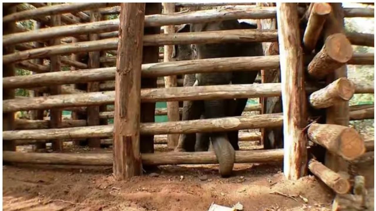 പിടി സെവന് ഇനി 'ധോണി'; പുതിയ പേരിട്ട് വനം മന്ത്രി എ കെ ശശീന്ദ്രന് പിടി സെവന് ഇനി 'ധോണി'; പുതിയ പേരിട്ട് വനം മന്ത്രി എ കെ ശശീന്ദ്രന്