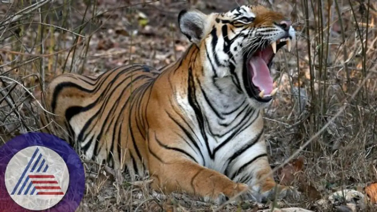 ಇಲಿ ಅಂದ್‌ಕೊಂಡ್ನಾ ಹೆಂಗೆ ... ಹುಲಿ ಬಾಲ ಎಳೆಯೋಕೋಗಿ ಪ್ರಾಣ ಕಳೆದುಕೊಂಡ ಯುವಕ