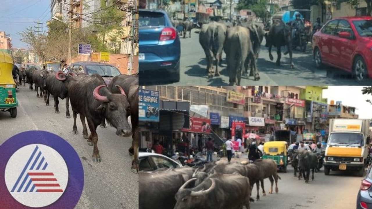 Bengaluru: ಐಟಿ ಬಿಟಿ ಸಿಟಿಯಲ್ಲಿ ಎಮ್ಮೆಗಳ ಟ್ರಾಫಿಕ್ : ಎಮ್ಮೆಗಳ ವಿರುದ್ಧ ದೂರು ನೀಡಿದ ಇಂಜಿನಿಯರ್‌ಗಳು