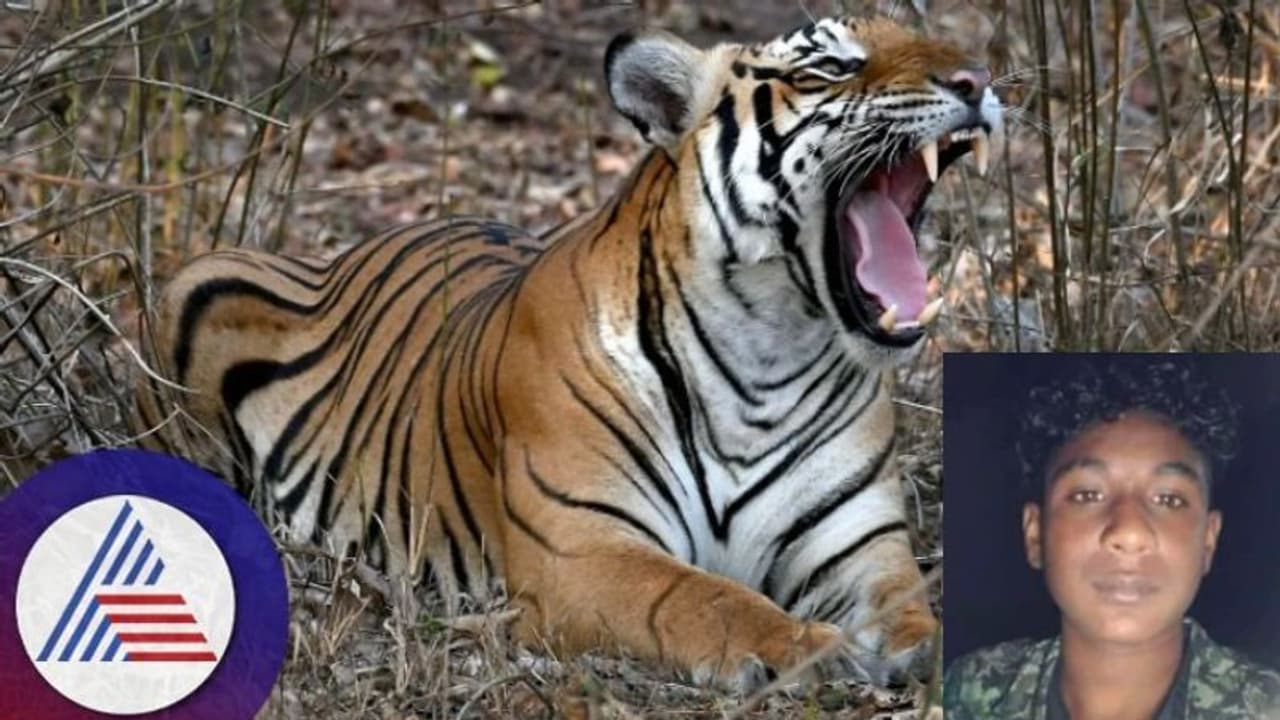 కట్టెలకోసం పోయి, పులి నోటికి చిక్కి.. 18యేళ్ల యువకుడి మృతి.. కట్టెలకోసం పోయి, పులి నోటికి చిక్కి.. 18యేళ్ల యువకుడి మృతి..