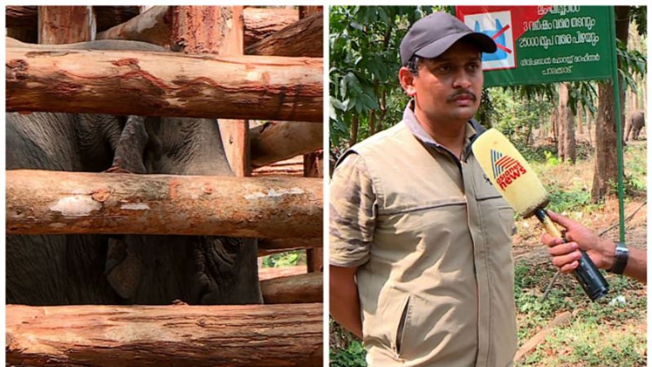 ധോണിയെ കുങ്കി ആനയാക്കും, ഇന്നുമുതൽ ഭക്ഷണം നൽകും,പ്രത്യേക പപ്പാനേയും കുക്കിനേയും നിയമിക്കും ഡിഎഫ്ഒ