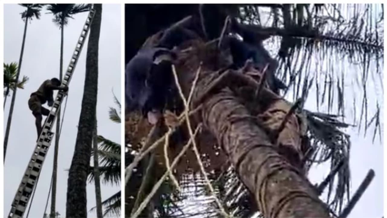 യന്ത്രം ഉപയോഗിച്ച് തെങ്ങിൽ കയറി; ഇറങ്ങവേ തലകീഴായി മറിഞ്ഞ് കാൽ കുരുങ്ങി തൂങ്ങിക്കിടന്നത് 2 മണിക്കൂർ യന്ത്രം ഉപയോഗിച്ച് തെങ്ങിൽ കയറി; ഇറങ്ങവേ തലകീഴായി മറിഞ്ഞ് കാൽ കുരുങ്ങി തൂങ്ങിക്കിടന്നത് 2 മണിക്കൂർ