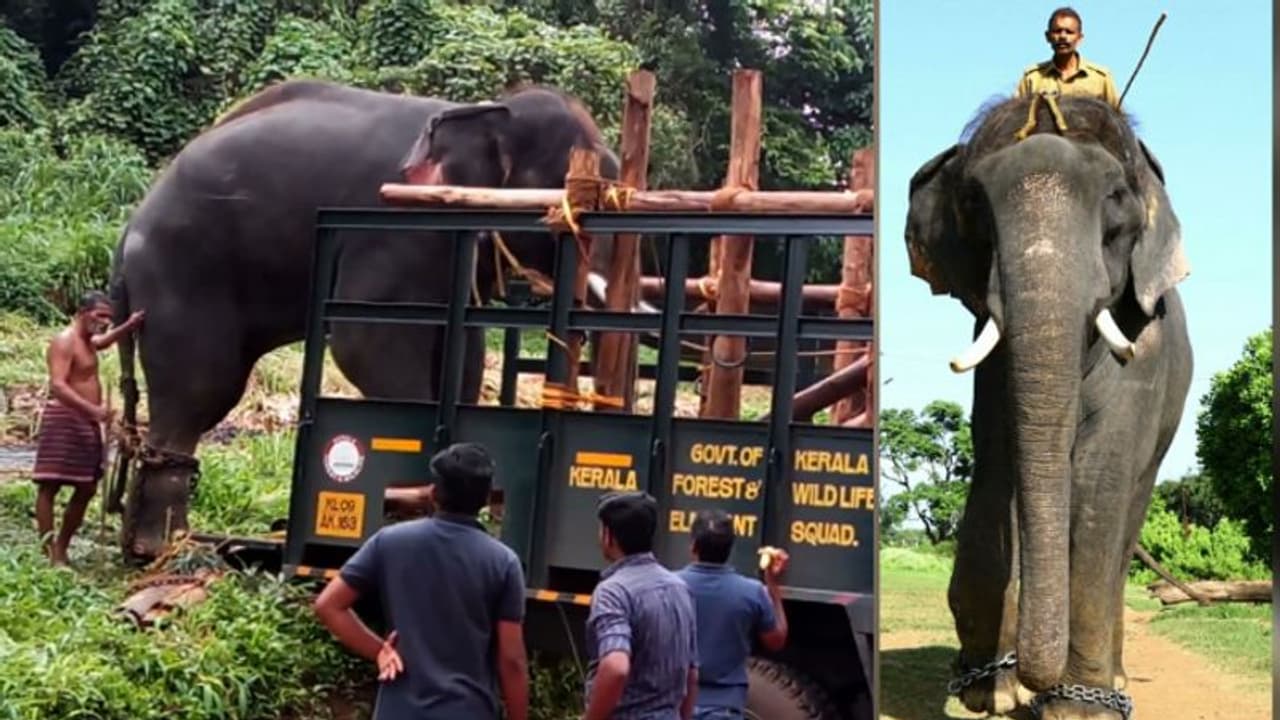 'സുരേന്ദ്രനെ കോന്നിയിൽ തിരിച്ചെത്തിക്കണം'; ആവശ്യം ശക്തമാക്കി ആനപ്രേമികൾ 'സുരേന്ദ്രനെ കോന്നിയിൽ തിരിച്ചെത്തിക്കണം'; ആവശ്യം ശക്തമാക്കി ആനപ്രേമികൾ