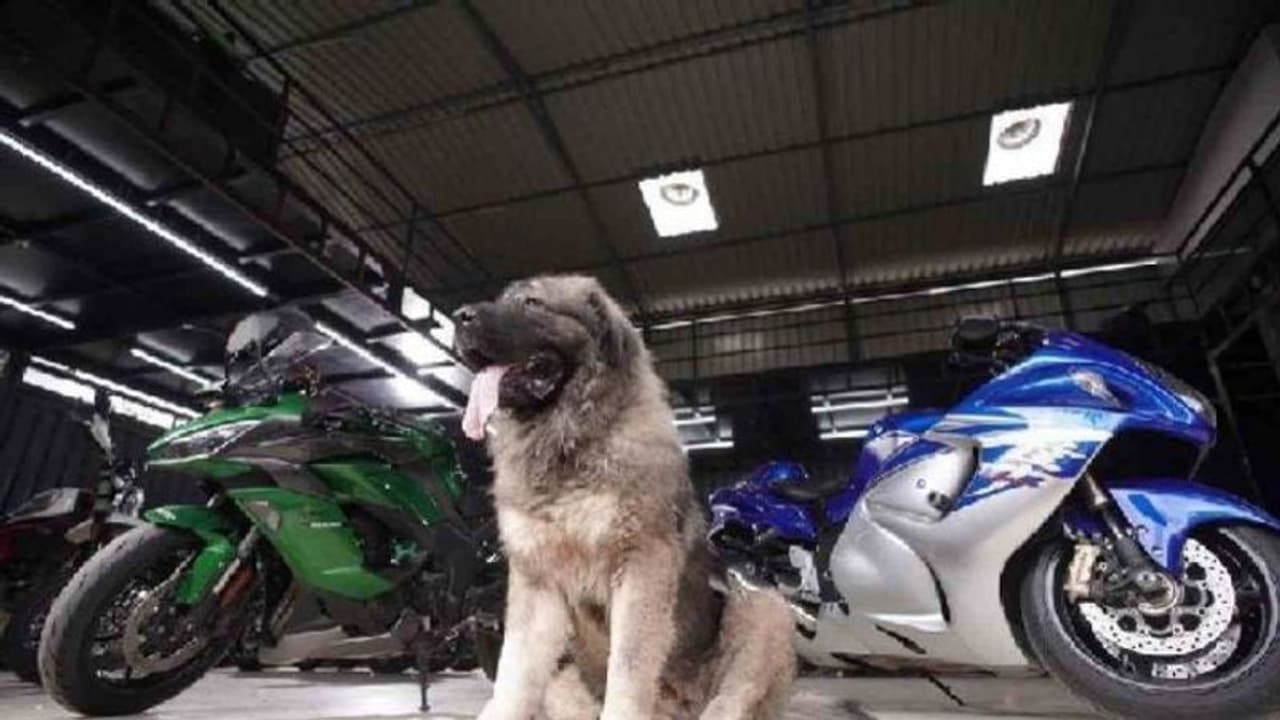 Dog: ஒரு நாளைக்கு ரூ.2,000 செலவு; 20 கோடி மதிப்புள்ள நாயை காண குவிந்த பொதுமக்கள் எங்கு தெரியுமா? Dog: ஒரு நாளைக்கு ரூ.2,000 செலவு; 20 கோடி மதிப்புள்ள நாயை காண குவிந்த பொதுமக்கள் எங்கு தெரியுமா?