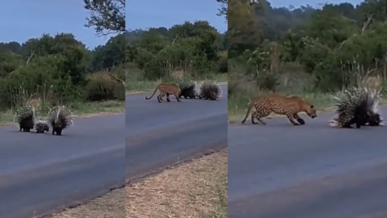 ಚಿರತೆ ದಾಳಿಯಿಂದ ಮರಿಗಳನ್ನು ರಕ್ಷಿಸಿದ ಮುಳ್ಳುಹಂದಿ... ವಿಡಿಯೋ ಸಖತ್ ವೈರಲ್