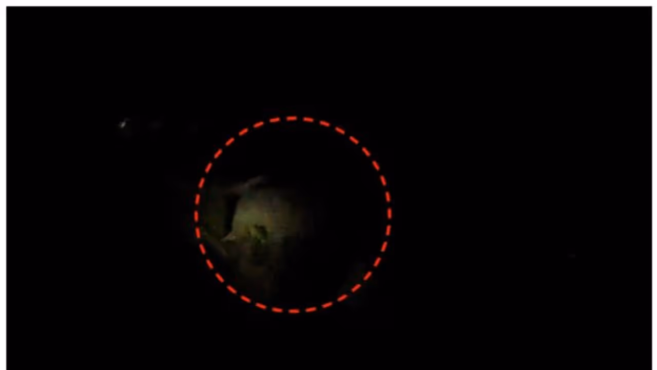 ധോണിയിൽ വീണ്ടും കാട്ടാന ഇറങ്ങി; നെൽകൃഷി നശിപ്പിച്ചു, തെങ്ങ് മറിച്ചിട്ടു ധോണിയിൽ വീണ്ടും കാട്ടാന ഇറങ്ങി; നെൽകൃഷി നശിപ്പിച്ചു, തെങ്ങ് മറിച്ചിട്ടു