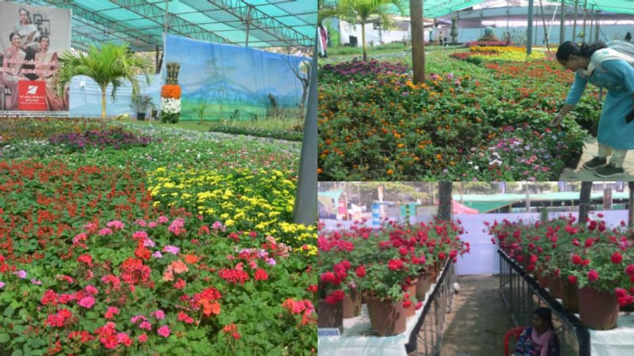 മുല്ല, പിച്ചി, മന്ദാരം മുതൽ ജെനിയം, കൃസാന്തം ഓൾ സീസൺ ബോഗൺവില്ല വരെ; കോഴിക്കോട്ടെ പൂക്കടൽ ശ്രദ്ധേയമാകുന്നു മുല്ല, പിച്ചി, മന്ദാരം മുതൽ ജെനിയം, കൃസാന്തം ഓൾ സീസൺ ബോഗൺവില്ല വരെ; കോഴിക്കോട്ടെ പൂക്കടൽ ശ്രദ്ധേയമാകുന്നു