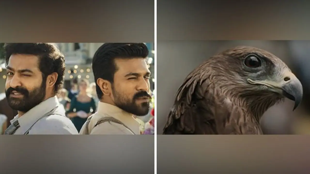 Oscar Awards 2023: From RRR to All That Breathes, Indian films in the running for nominations Oscar Awards 2023: From RRR to All That Breathes, Indian films in the running for nominations