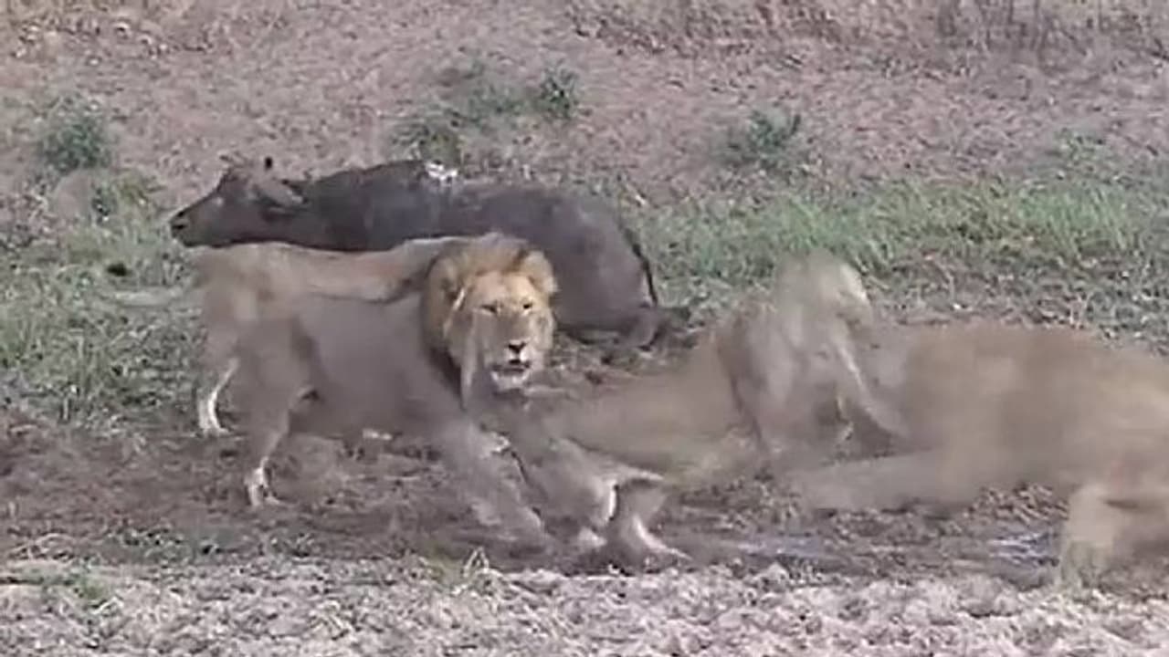 പോത്തിനെ വേട്ടയാടുന്നതിനിടയിൽ പരസ്പരം പോരടിച്ച് സിംഹങ്ങൾ, പിന്നെ സംഭവിച്ചത്, വൈറലായി വീഡിയോ പോത്തിനെ വേട്ടയാടുന്നതിനിടയിൽ പരസ്പരം പോരടിച്ച് സിംഹങ്ങൾ, പിന്നെ സംഭവിച്ചത്, വൈറലായി വീഡിയോ
