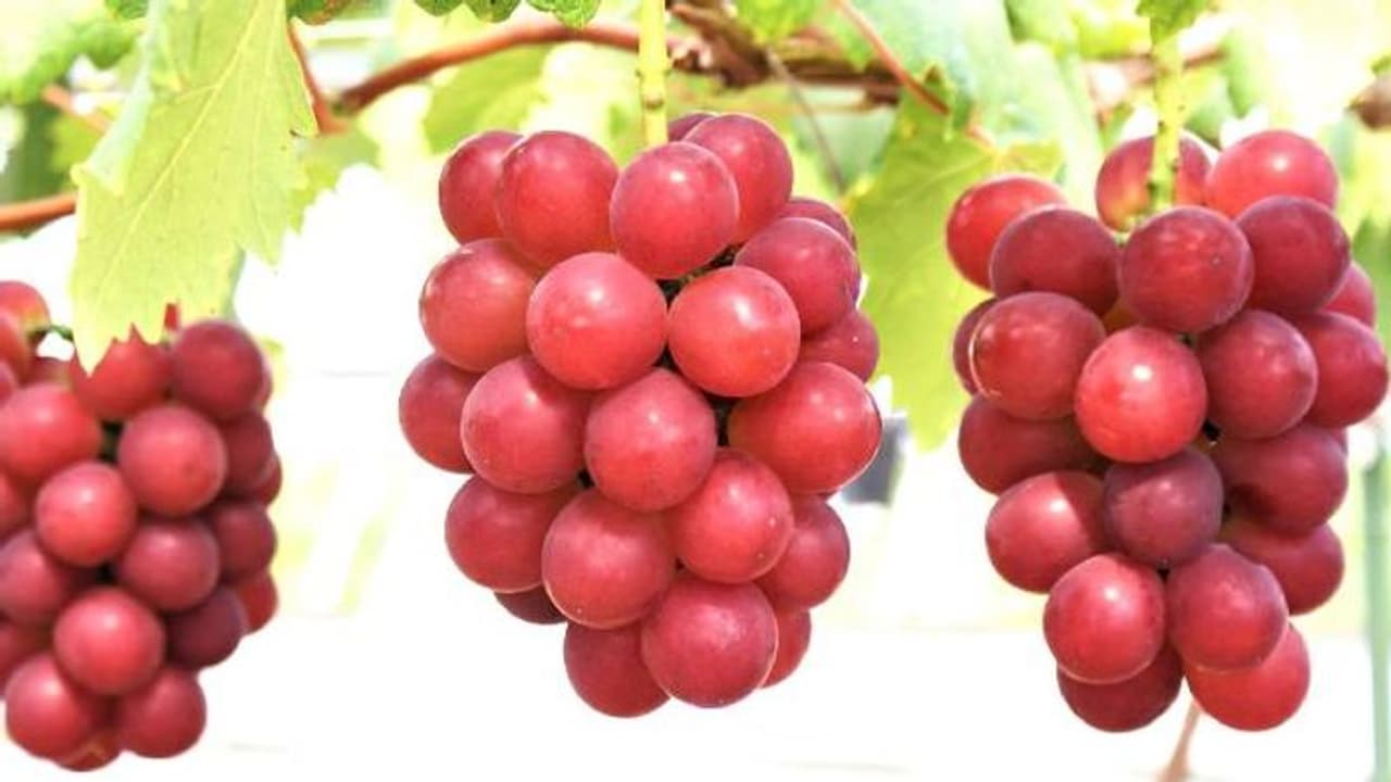 ഇങ്ങനെയുമുണ്ടോ ഒരു മുന്തിരിക്ക് വില? ലക്ഷങ്ങൾക്ക് വരെ വിറ്റുപോകുന്ന റൂബി റോമൻ! ഇങ്ങനെയുമുണ്ടോ ഒരു മുന്തിരിക്ക് വില? ലക്ഷങ്ങൾക്ക് വരെ വിറ്റുപോകുന്ന റൂബി റോമൻ!