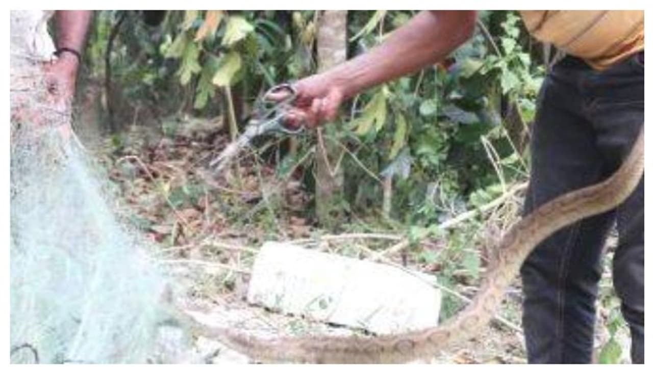 വീട്ടിലെ പട്ടിയെയും പൂച്ചയെയും കോഴിയെയും കൊന്നു; ഉറക്കം കെടുത്തിയ അണലി ഒടുവിൽ വലയിൽ