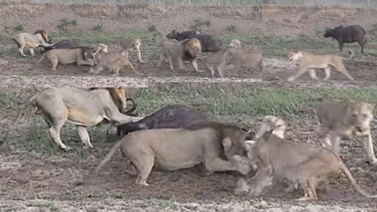 ಬೇಟೆಯಾಡುವ ವೇಳೆ ಸಿಂಹಗಳ ನಡುವೆಯೇ ಕಿತ್ತಾಟ: ಪಾರಾದ ಕಾಡೆಮ್ಮೆ... ಹಳೆ ವಿಡಿಯೋ ವೈರಲ್