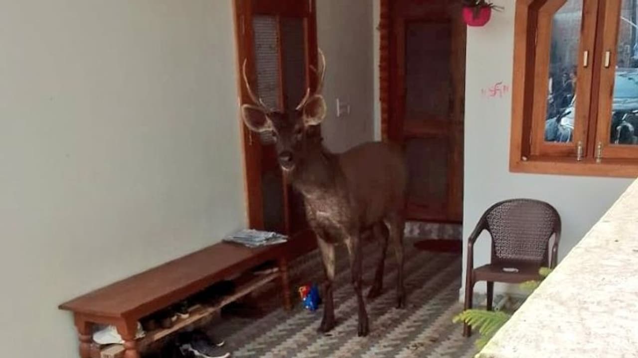 ಮನೆಯೊಳಗೆ ಬಂದು ಸೆರೆಯಾದ ಸಾರಂಗ : ಫೋಟೋ ವೈರಲ್