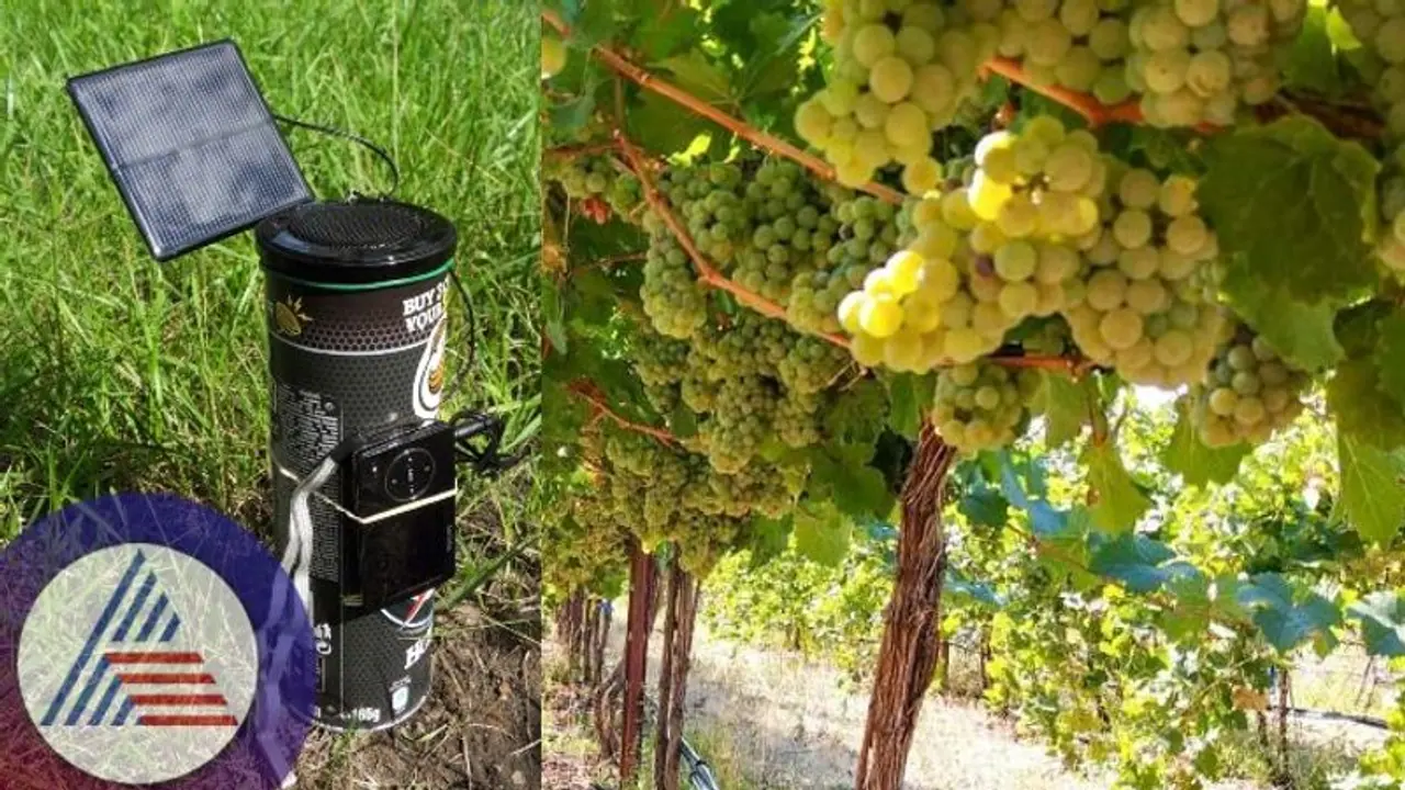 Vijayapura: ದ್ರಾಕ್ಷಿ ಬೆಳೆ ರಕ್ಷಣೆಗೆ ಹೊಸ ಅಸ್ತ್ರ ಹುಡುಕಿಕೊಂಡ ರೈತರು: ಹಕ್ಕಿಗಳ ಕಾಟಕ್ಕೆ ಸಿಕ್ತು ಮುಕ್ತಿ