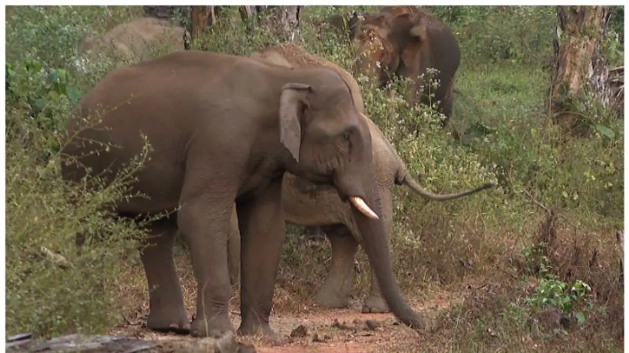 ചിന്നക്കനാലിൽ വീട് തകർത്ത് അരിക്കൊമ്പൻ