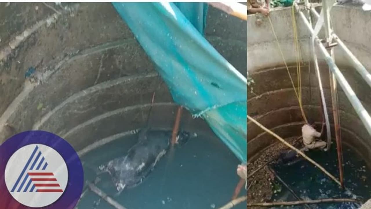ಬಾವಿಯಲ್ಲಿ ಹಸು ಕಳೇಬರ: ಕಲುಷಿತ ನೀರು ಕುಡಿದು ಅಸ್ವಸ್ಥಗೊಂಡ ಗ್ರಾಮಸ್ಥರು