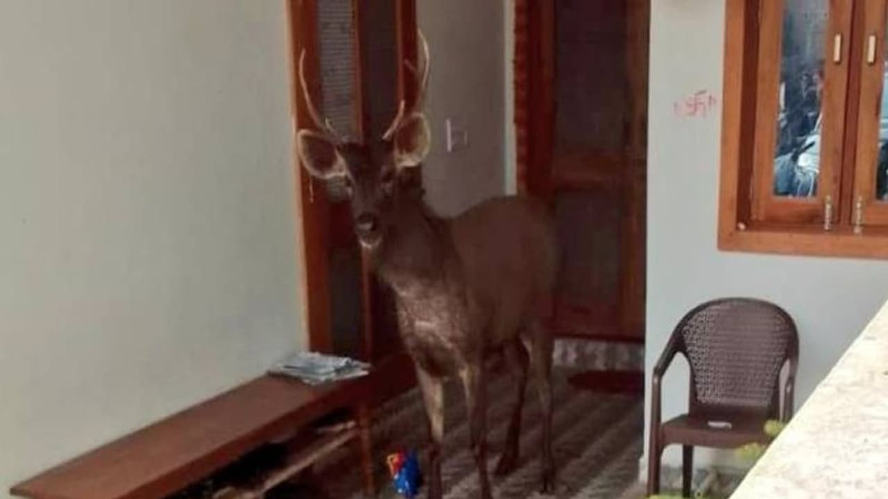 വീട്ടിലൊരു മ്ലാവ്, പിടിച്ചുകെട്ടി വനം വകുപ്പ്, വീഡിയോ വൈറൽ, വിമർശനവും... 