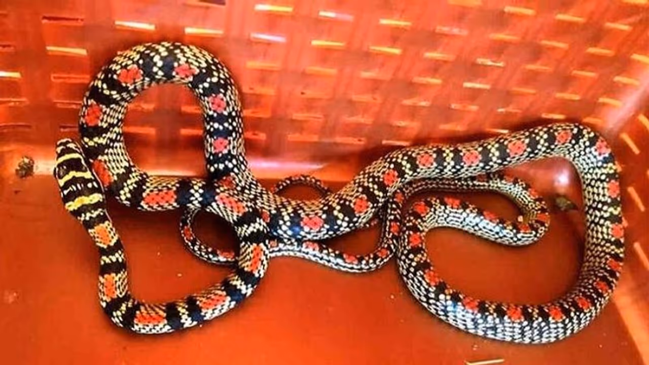 ಉಡುಪಿ: ಅಪರೂಪದ ಹಾರುವ ಹಾವು ಪತ್ತೆ..!