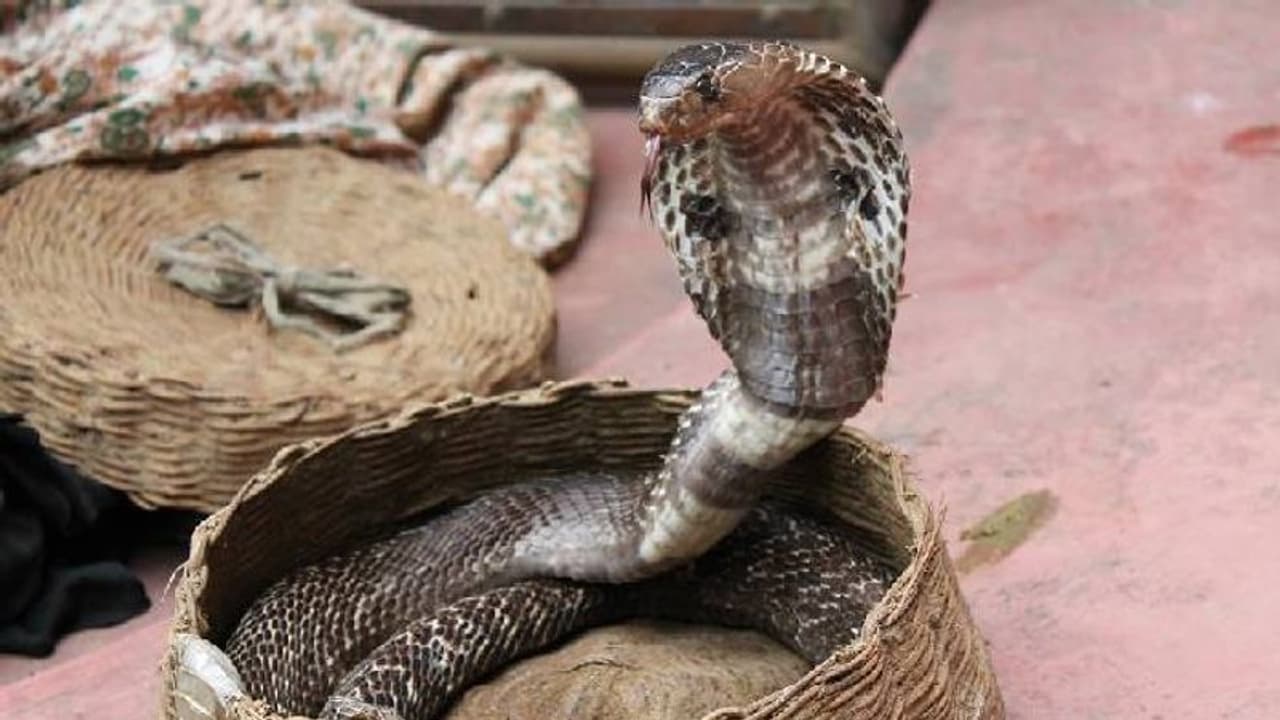 സെൽഫിക്ക് വേണ്ടി പാമ്പിനെ എടുത്ത് കഴുത്തിലിട്ടു, പാമ്പ് കടിച്ച് മരണം സെൽഫിക്ക് വേണ്ടി പാമ്പിനെ എടുത്ത് കഴുത്തിലിട്ടു, പാമ്പ് കടിച്ച് മരണം