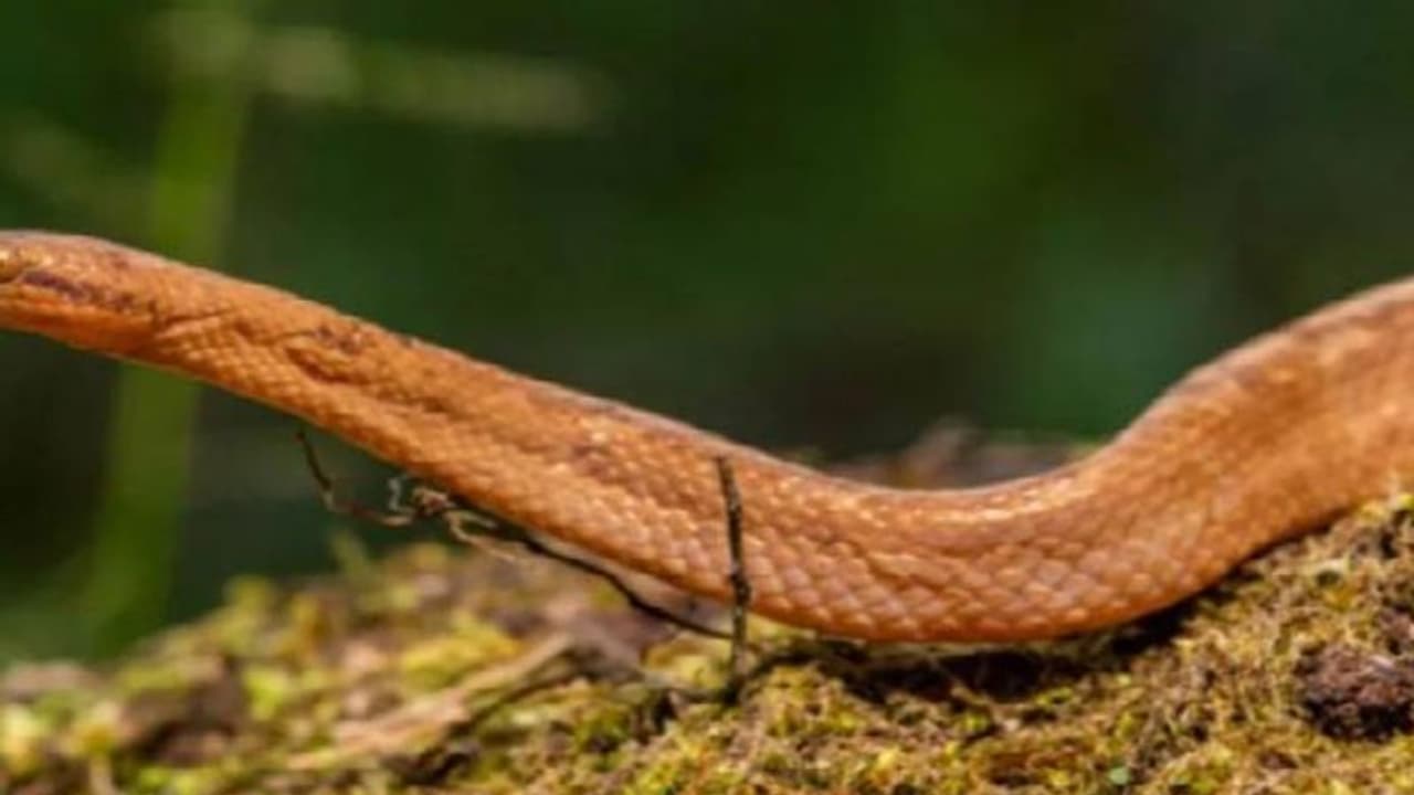 ആമസോണിൽ നിന്ന് ഒരടി മാത്രമുള്ള മലമ്പാമ്പിനെ കണ്ടെത്തി; കണ്ടെത്തൽ പുതിയ പഠനങ്ങൾക്ക് വഴി തുറക്കും ആമസോണിൽ നിന്ന് ഒരടി മാത്രമുള്ള മലമ്പാമ്പിനെ കണ്ടെത്തി; കണ്ടെത്തൽ പുതിയ പഠനങ്ങൾക്ക് വഴി തുറക്കും