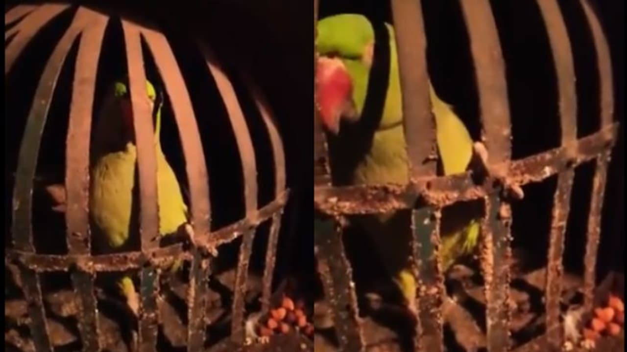 'ഡാ തത്തേ എവിടെടാ നിന്റെ മുതലാളി', മദ്യക്കടത്ത് തലവനെ പിടിക്കാൻ തത്തയെ ചോദ്യം ചെയ്ത് പൊലീസ് വീഡിയോ 'ഡാ തത്തേ എവിടെടാ നിന്റെ മുതലാളി', മദ്യക്കടത്ത് തലവനെ പിടിക്കാൻ തത്തയെ ചോദ്യം ചെയ്ത് പൊലീസ് വീഡിയോ