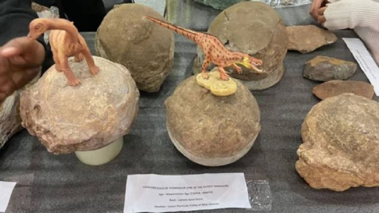 മധ്യപ്രദേശിൽ വമ്പൻ ദിനോസർ കോളനി; കണ്ടെത്തിയത് 256 മുട്ടകളും 92 കൂടുകളും, 6.6 കോടി വര്ഷം പഴക്കം മധ്യപ്രദേശിൽ വമ്പൻ ദിനോസർ കോളനി; കണ്ടെത്തിയത് 256 മുട്ടകളും 92 കൂടുകളും, 6.6 കോടി വര്ഷം പഴക്കം