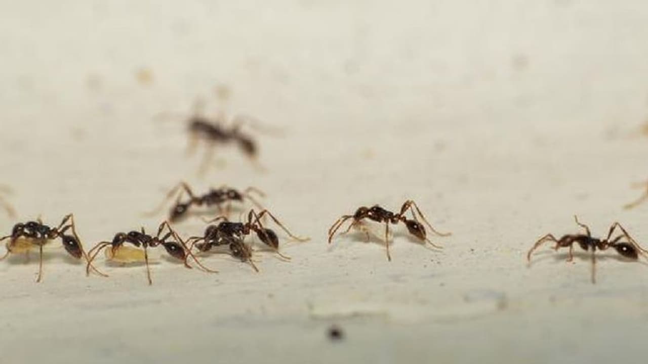 மழைக்காலத்தில் வீட்டில் எறும்புகள் தொல்லையா? எறும்புகளை விரட்ட பயனுள்ள சில டிப்ஸ் இதோ..