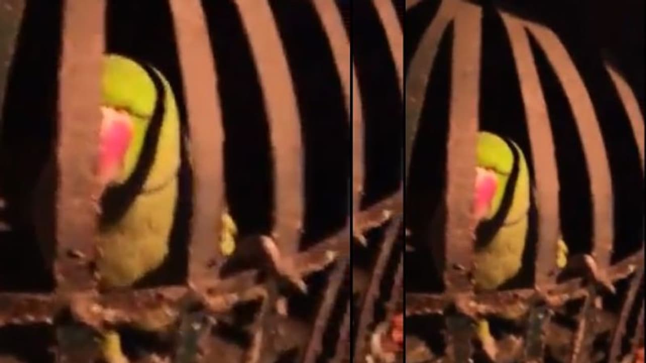 ಆರೋಪಿಗಳು ಪರಾರಿ: ಮನೆಯಲ್ಲಿದ್ದ ಗಿಣಿಯ ವಿಚಾರಿಸಿದ ಪೊಲೀಸರು..!