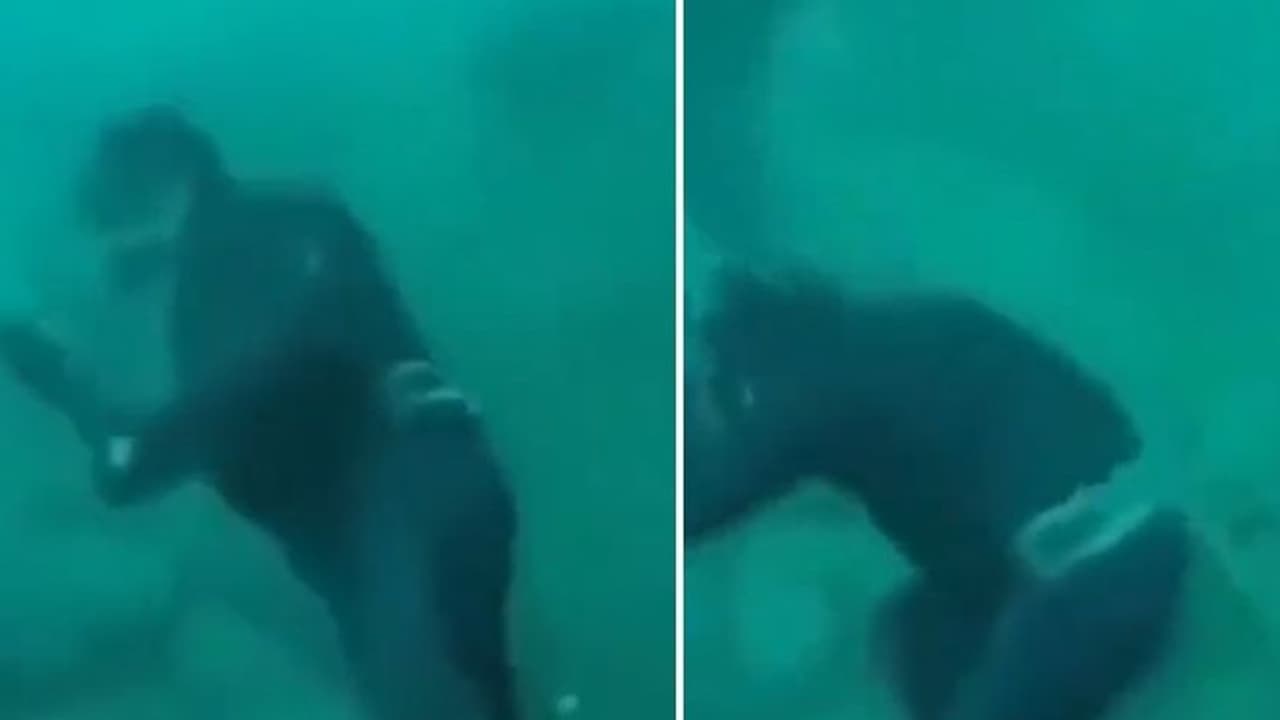 സ്രാവിന്റെ പിടിയില് നിന്ന് കഷ്ടി രക്ഷപ്പെടുന്ന ഡൈവര്; വീഡിയോ... സ്രാവിന്റെ പിടിയില് നിന്ന് കഷ്ടി രക്ഷപ്പെടുന്ന ഡൈവര്; വീഡിയോ...