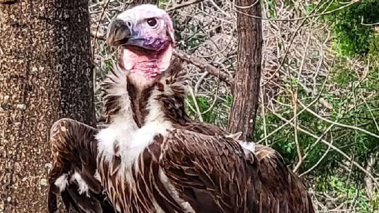 സംശയാസ്പദ സാഹചര്യത്തിൽ കഴുകന്റെ മരണം, വിവരം നൽകുന്നവർക്ക് എട്ട് ലക്ഷം രൂപ നൽകുമെന്ന് മൃഗശാല സംശയാസ്പദ സാഹചര്യത്തിൽ കഴുകന്റെ മരണം, വിവരം നൽകുന്നവർക്ക് എട്ട് ലക്ഷം രൂപ നൽകുമെന്ന് മൃഗശാല