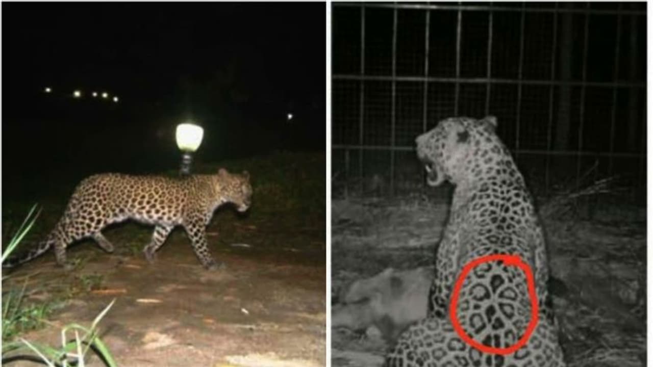 ആശ്വാസം, മൂന്ന് ജീവനെടുത്ത് മൈസൂരുവിന്റെ വനമേഖലയെ വിറപ്പിച്ച പുലി ഒടുവില് പിടിയില് ആശ്വാസം, മൂന്ന് ജീവനെടുത്ത് മൈസൂരുവിന്റെ വനമേഖലയെ വിറപ്പിച്ച പുലി ഒടുവില് പിടിയില്