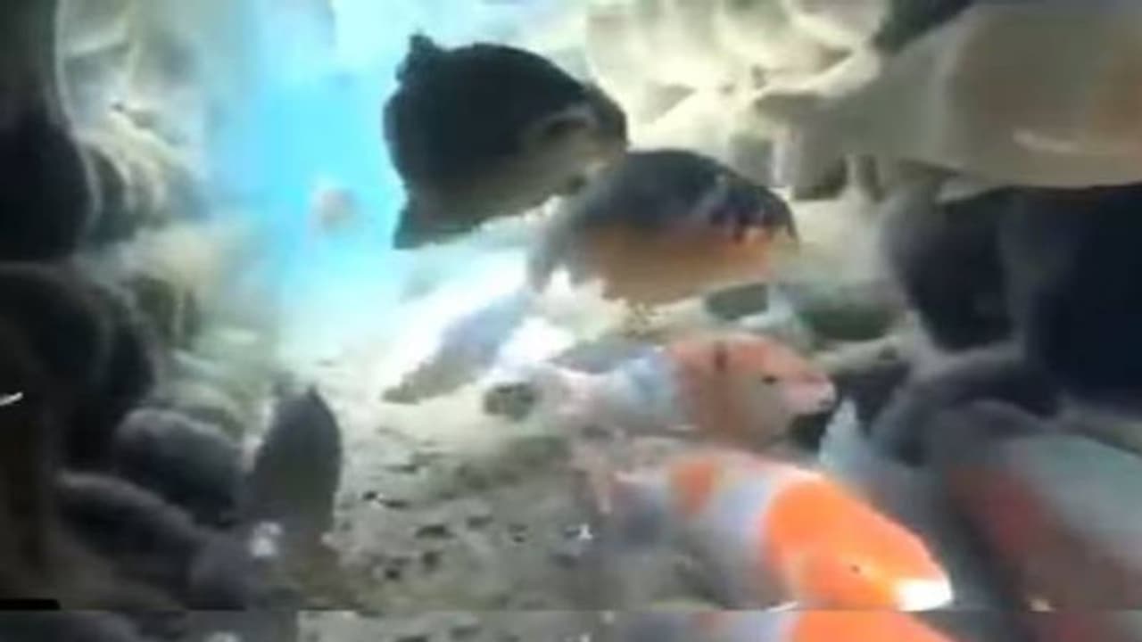 അഴുക്കുചാലിൽ തെളിഞ്ഞ വെള്ളം, നീന്തിത്തുടിച്ച് കോയി മത്സ്യങ്ങൾ; വൈറലായി വീഡിയോ