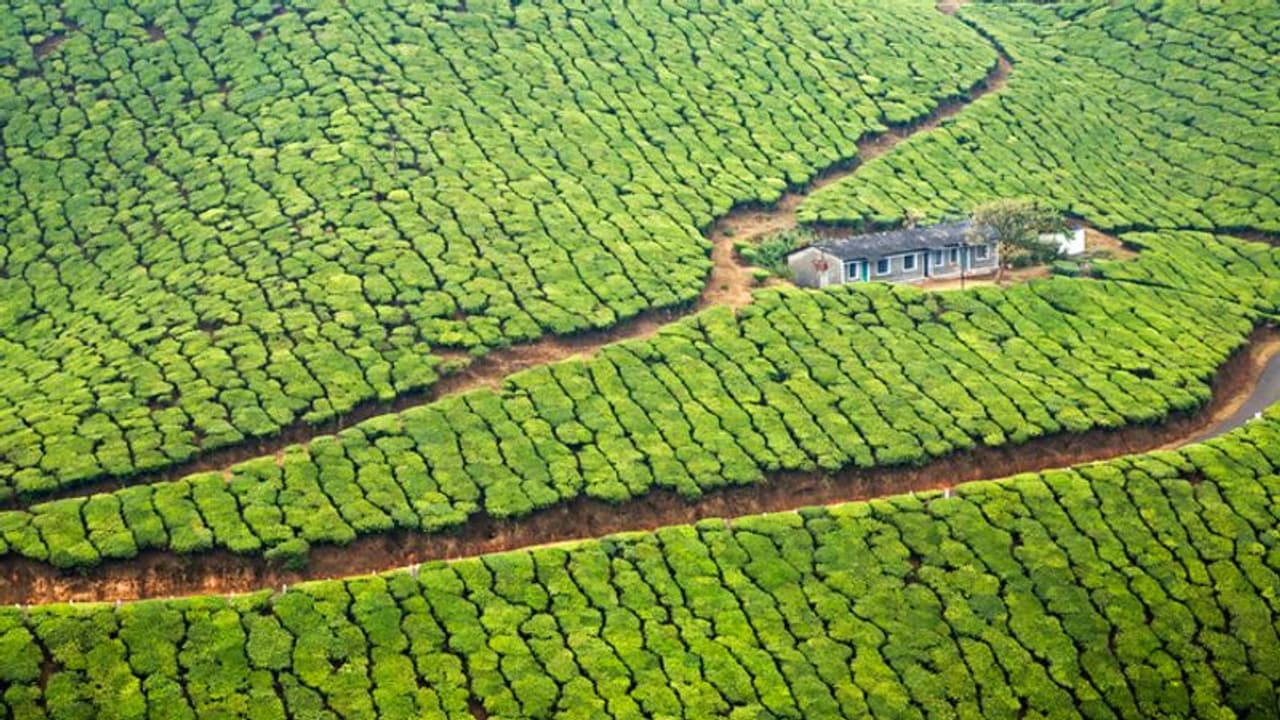 മൂന്നാറിൽ ഭീതിയായി വന്യജീവി ആക്രമണം; ഒരാഴ്ചക്കിടെ 3 പശുക്കൾ ചത്തു; കടുവ അക്രമിച്ചതെന്ന് നാട്ടുകാർ മൂന്നാറിൽ ഭീതിയായി വന്യജീവി ആക്രമണം; ഒരാഴ്ചക്കിടെ 3 പശുക്കൾ ചത്തു; കടുവ അക്രമിച്ചതെന്ന് നാട്ടുകാർ