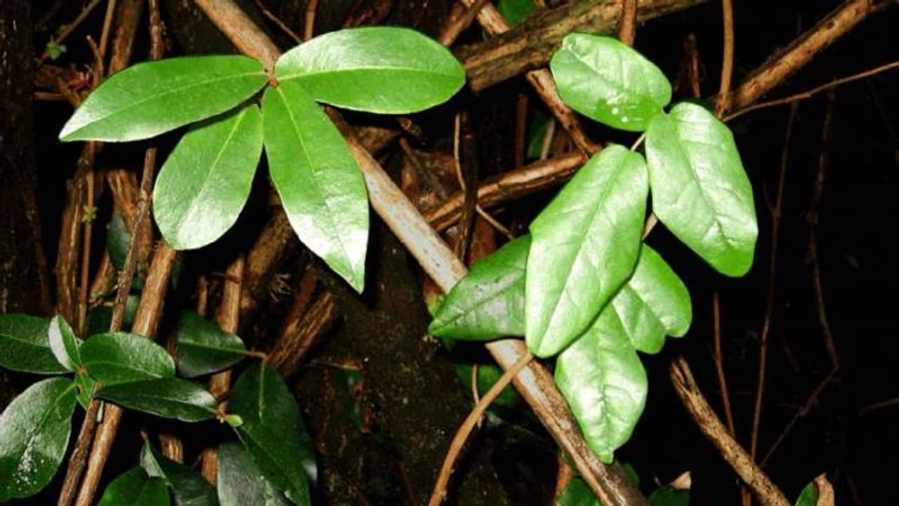 പ്ലാവില ആയും വളരും മാവില ആയും വളരും, ഓന്തിന്റെ സ്വഭാവമുള്ള ഈ വിചിത്ര സസ്യത്തെ അറിയുമോ?
