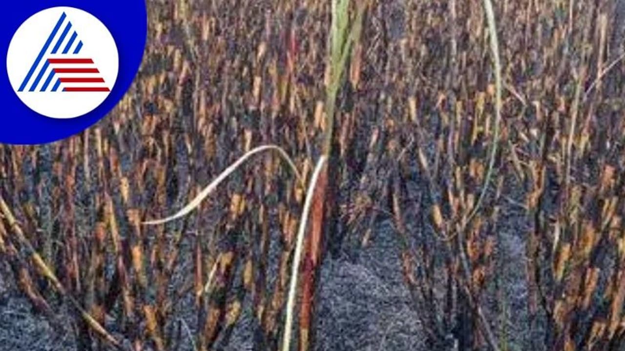 ಕೊಪ್ಪಳ: ಮೂರು ಎಕರೆ ಕಬ್ಬಿಗೆ ಬೆಂಕಿ ಹಚ್ಚಿರುವ ಕಿಡಿಗೇಡಿಗಳು; ರೈತ ಕಂಗಾಲು