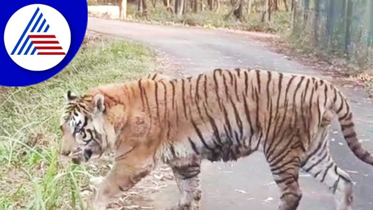 நாமக்கல்லில் வனத்துறைக்கு தொடர்ந்து போக்கு காட்டும் புலி; ஆட்டை கடித்து மீண்டும் அச்சுறுத்தல்