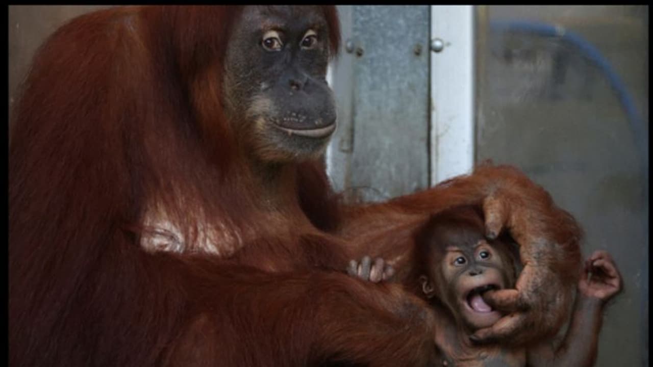പരിണാമ സിദ്ധാന്തത്തിന് കൂടുതല്‍ തെളിവ്;മനുഷ്യനും കുരങ്ങുകളും ആശയവിനിമയത്തിന് ഉപയോഗിക്കുന്നത് ഒരേ ആംഗ്യഭാഷ 