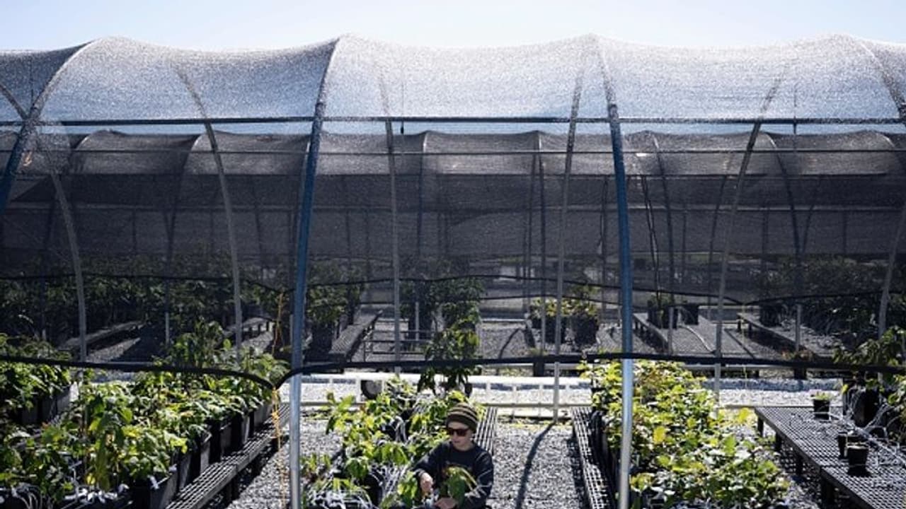 ഭാവി, ജനിതക മാറ്റം വരുത്തിയ വനങ്ങളുടേതാകുമോ ? ഭാവി, ജനിതക മാറ്റം വരുത്തിയ വനങ്ങളുടേതാകുമോ ?