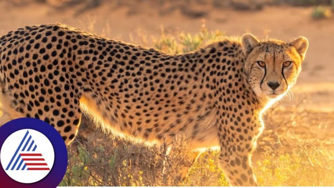 ಮತ್ತೆ ಭಾರತಕ್ಕೆ ಬಂದ 12 ಚೀತಾಗಳು: ದಕ್ಷಿಣ ಆಫ್ರಿಕಾದಿಂದ ಆಗಮಿಸಿದ ಅತಿಥಿಗಳು..!