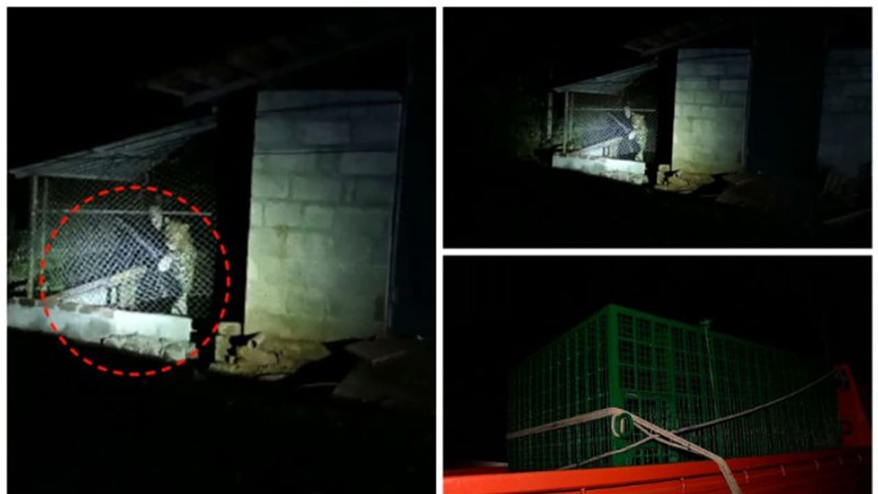 പുലിപ്പേടി ഒഴിയാതെ പാലക്കാട് മണ്ണാർക്കാടും,ശാശ്വത നടപടി വേണമെന്നാവശ്യം പുലിപ്പേടി ഒഴിയാതെ പാലക്കാട് മണ്ണാർക്കാടും,ശാശ്വത നടപടി വേണമെന്നാവശ്യം